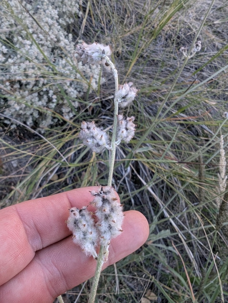 Arizona Snakecotton photo 3
