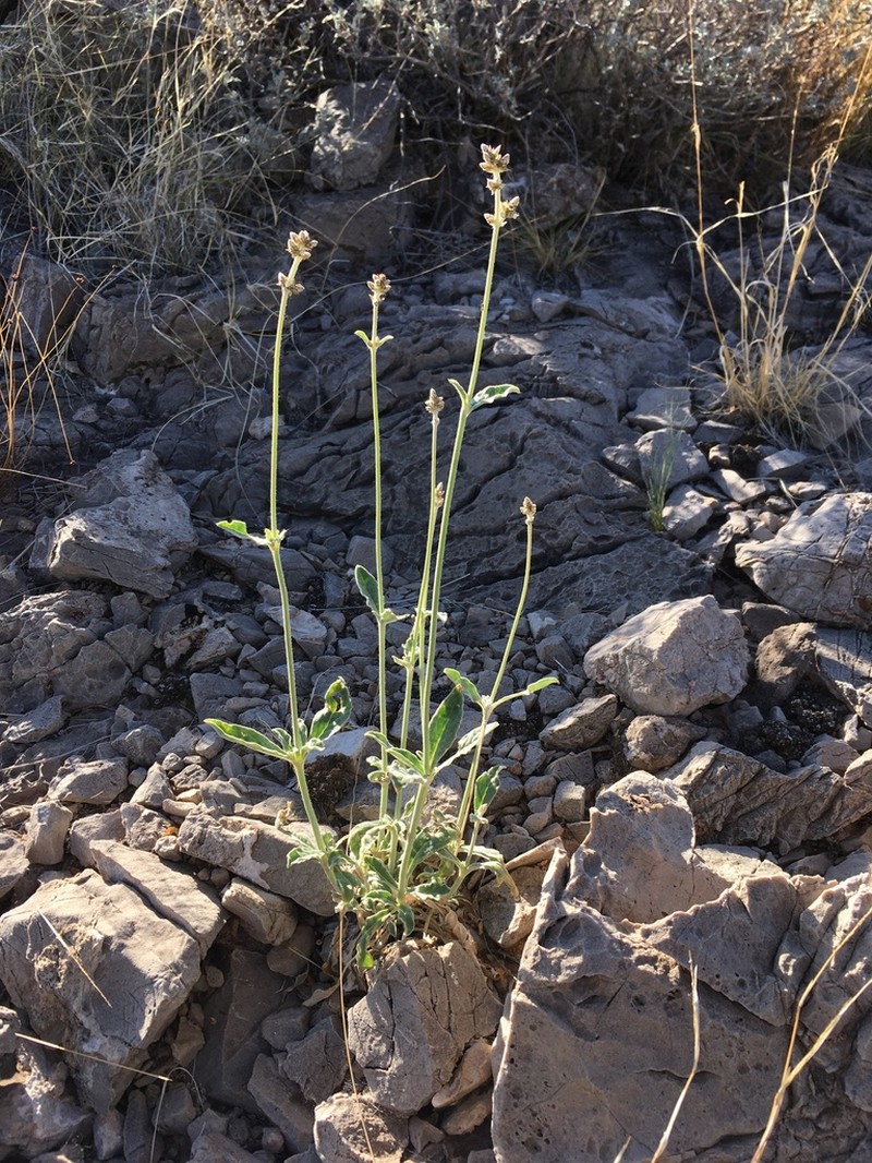 Arizona Snakecotton photo 4