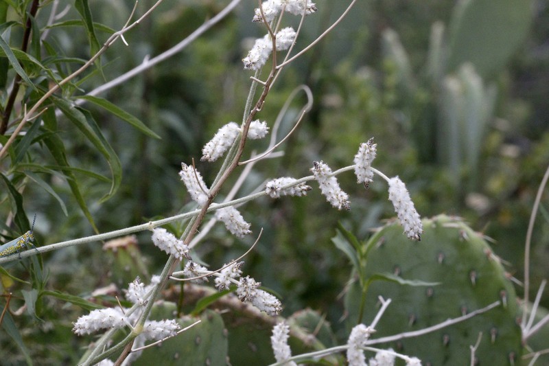 Arizona Snakecotton photo 5