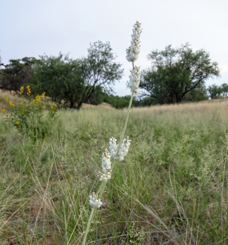Arizona Snakecotton photo 6