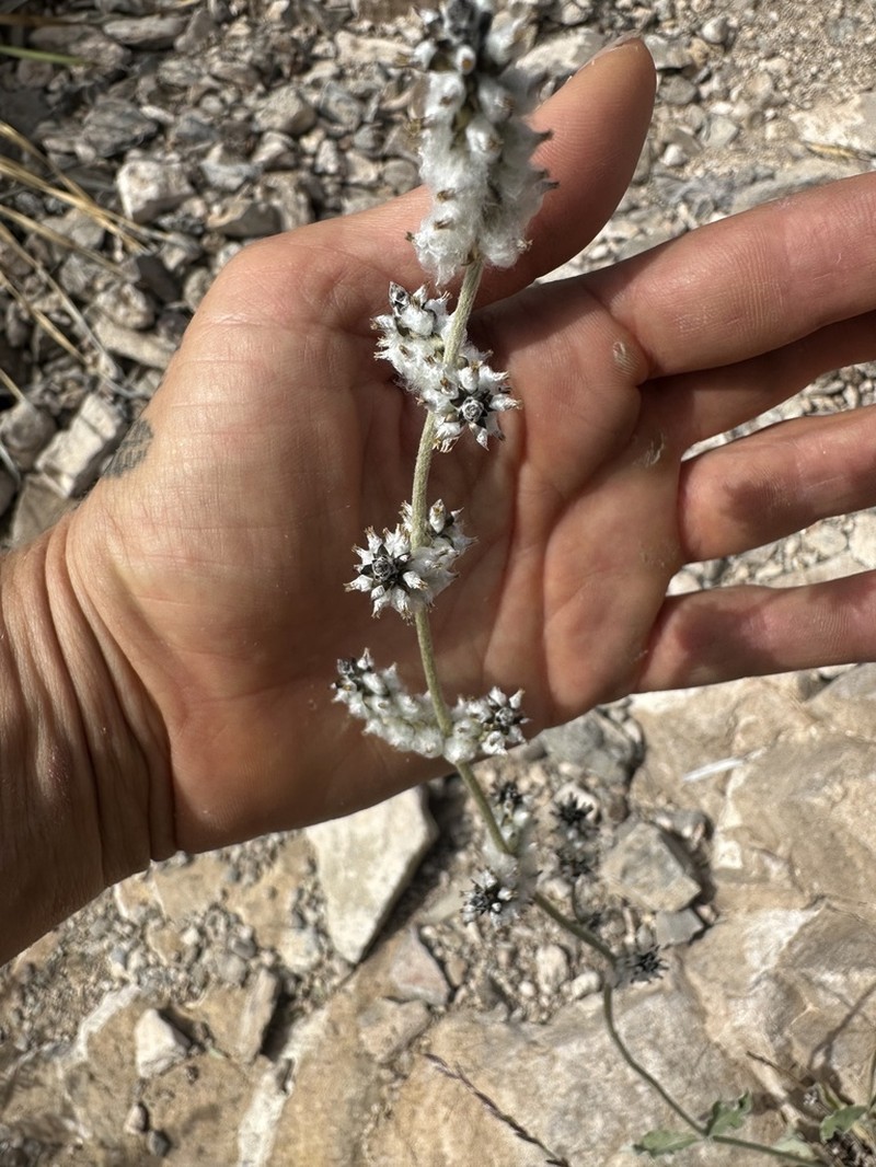 Arizona Snakecotton photo 7