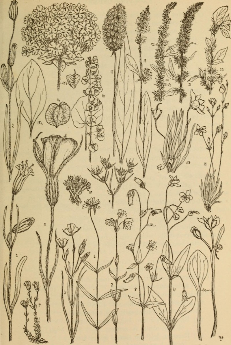 Drummond's Snakecotton