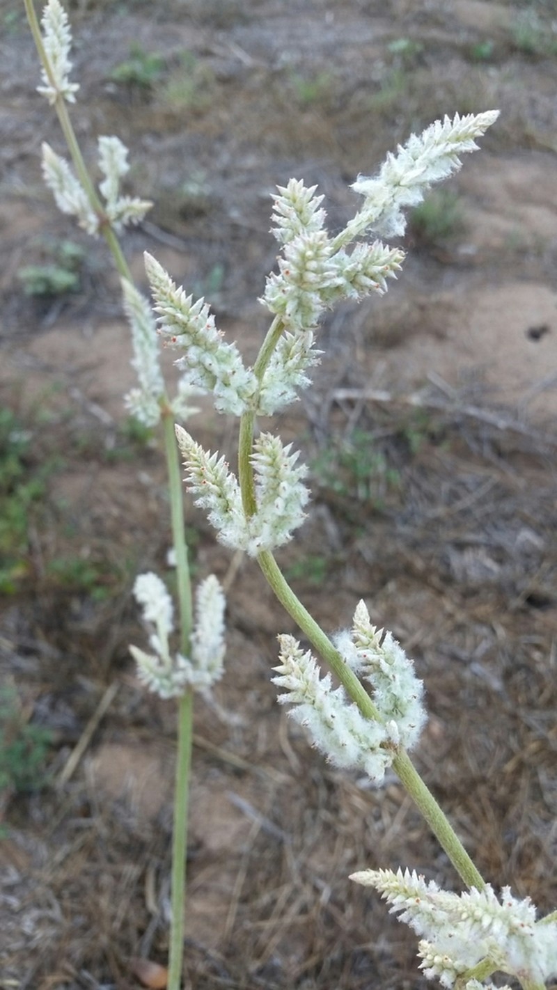Drummond's Snakecotton