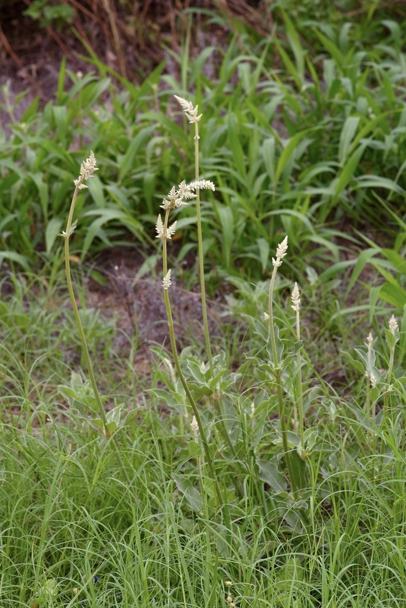 Drummond's Snakecotton photo 2