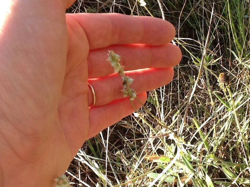 Drummond's Snakecotton photo 3