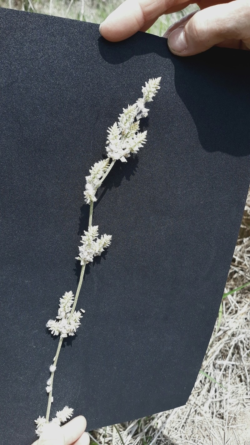 Drummond's Snakecotton photo 4