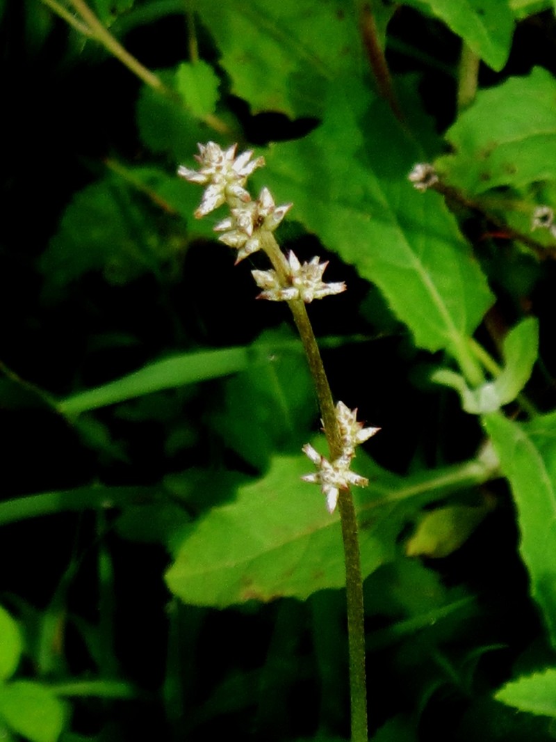 Drummond's Snakecotton photo 5
