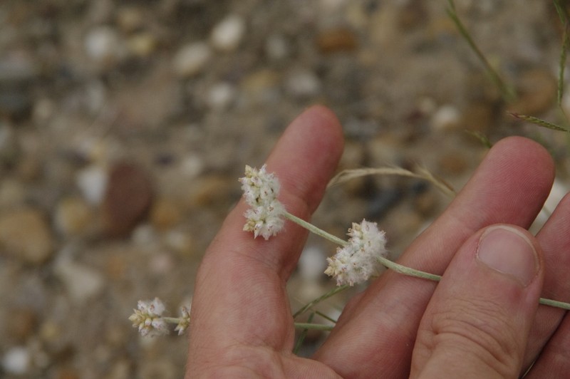 Drummond's Snakecotton photo 6