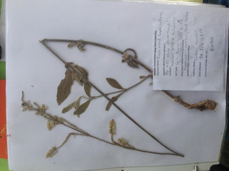 Drummond's Snakecotton photo 7