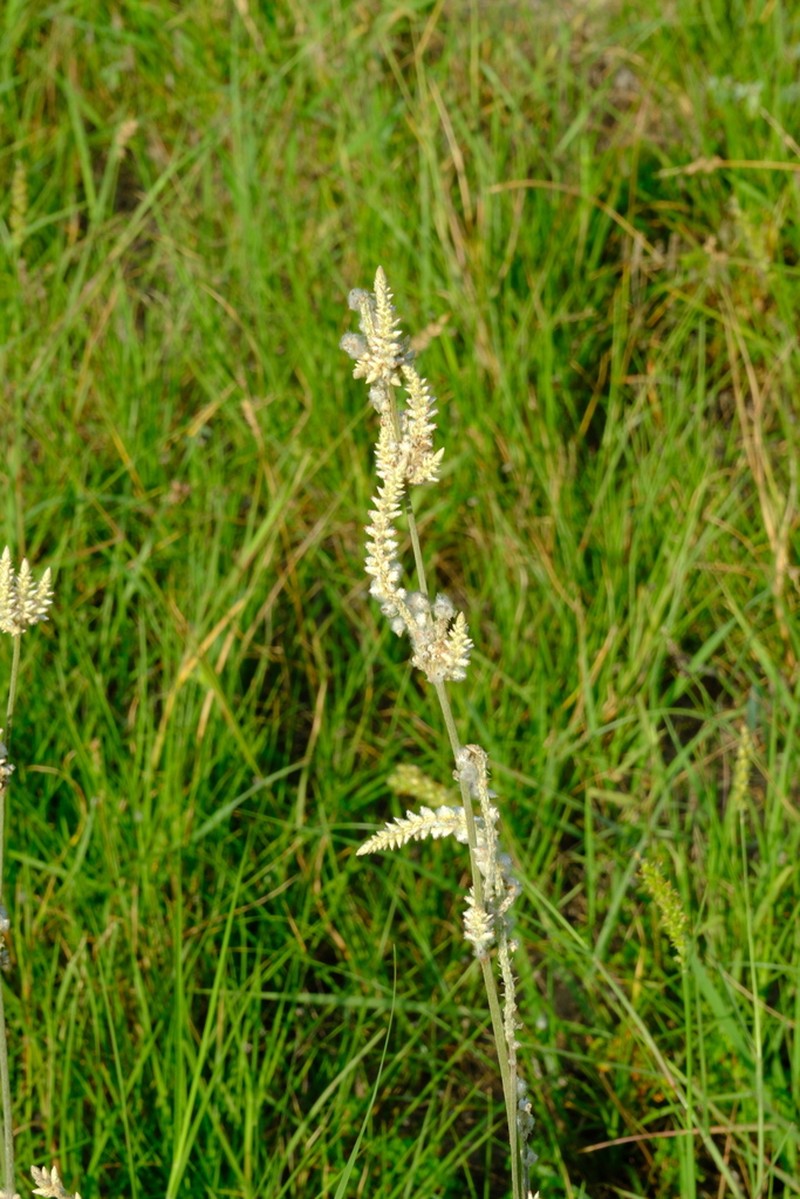 Drummond's Snakecotton photo 8