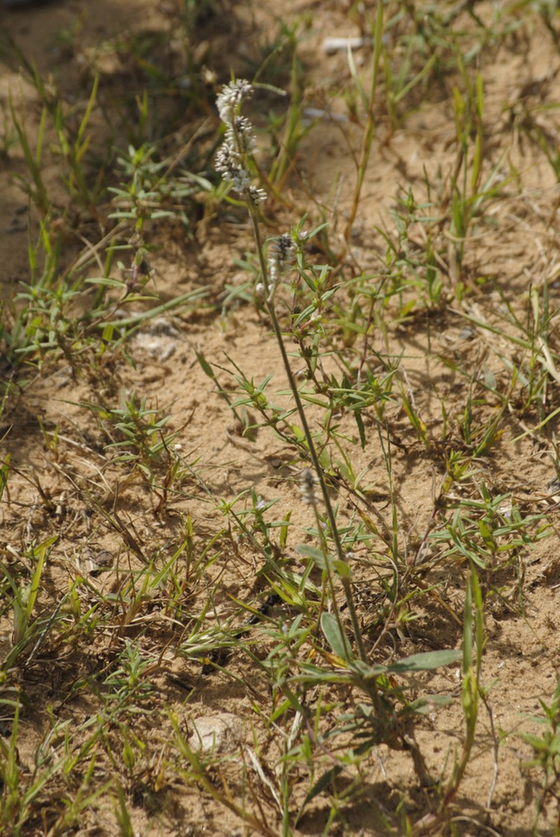 Plains Snakecotton photo 2
