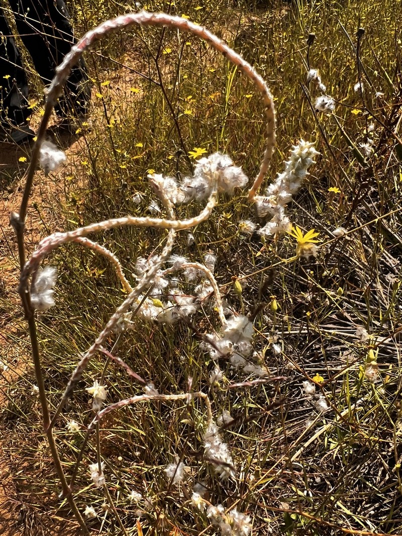 Plains Snakecotton photo 3