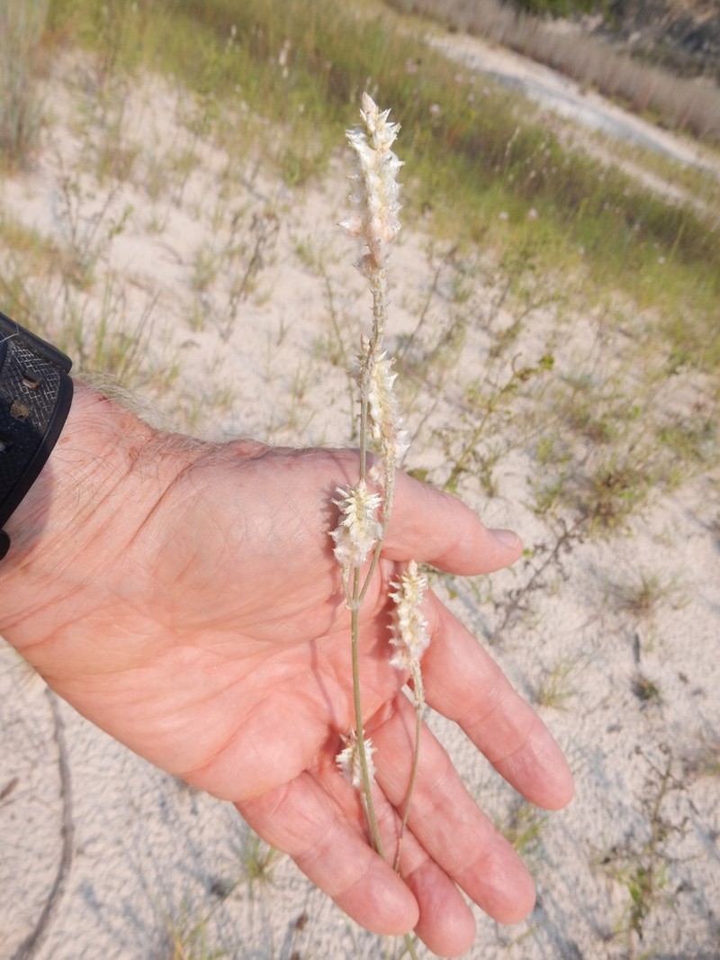 Plains Snakecotton photo 4