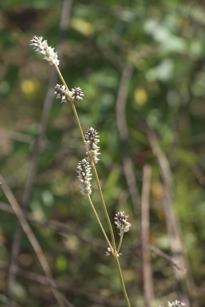 Plains Snakecotton photo 5