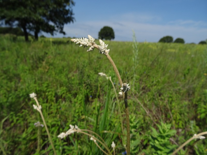 Plains Snakecotton photo 6