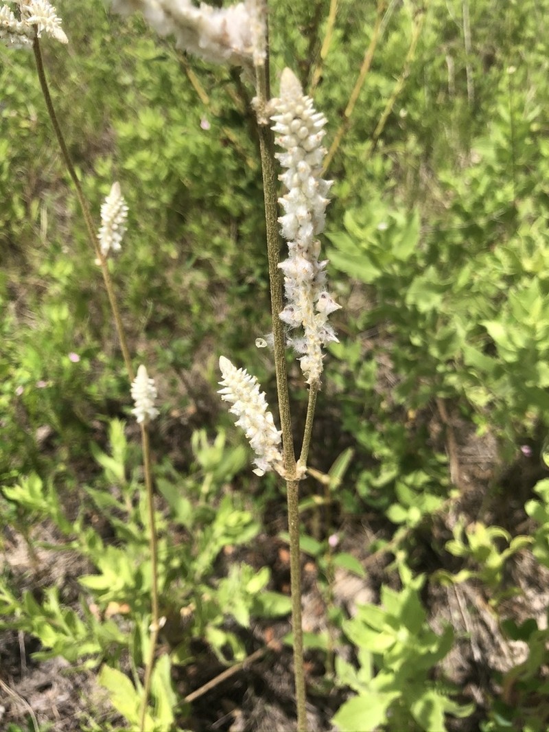 Plains Snakecotton photo 7
