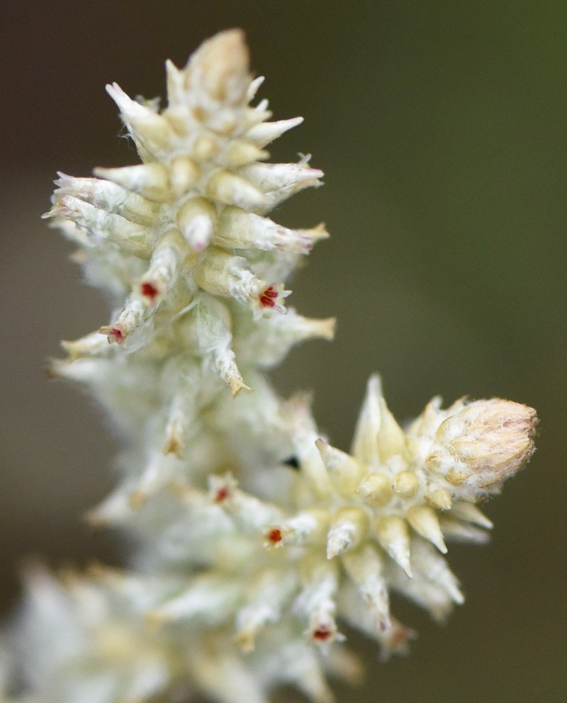 Plains Snakecotton photo 8