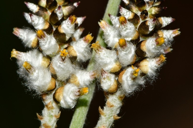 Slender Snakecotton photo 2