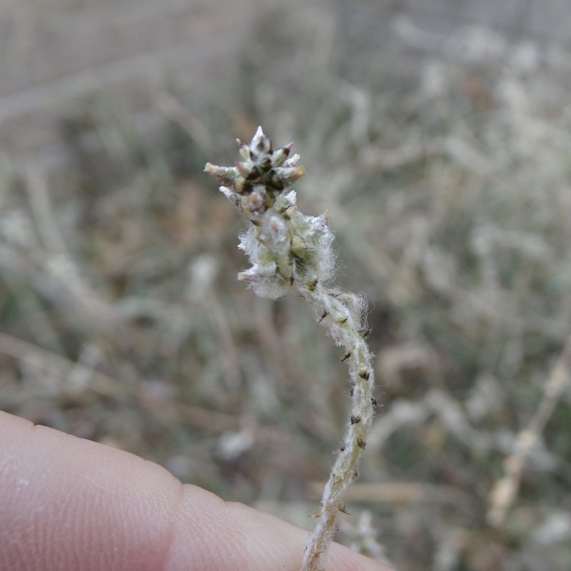 Slender Snakecotton photo 3
