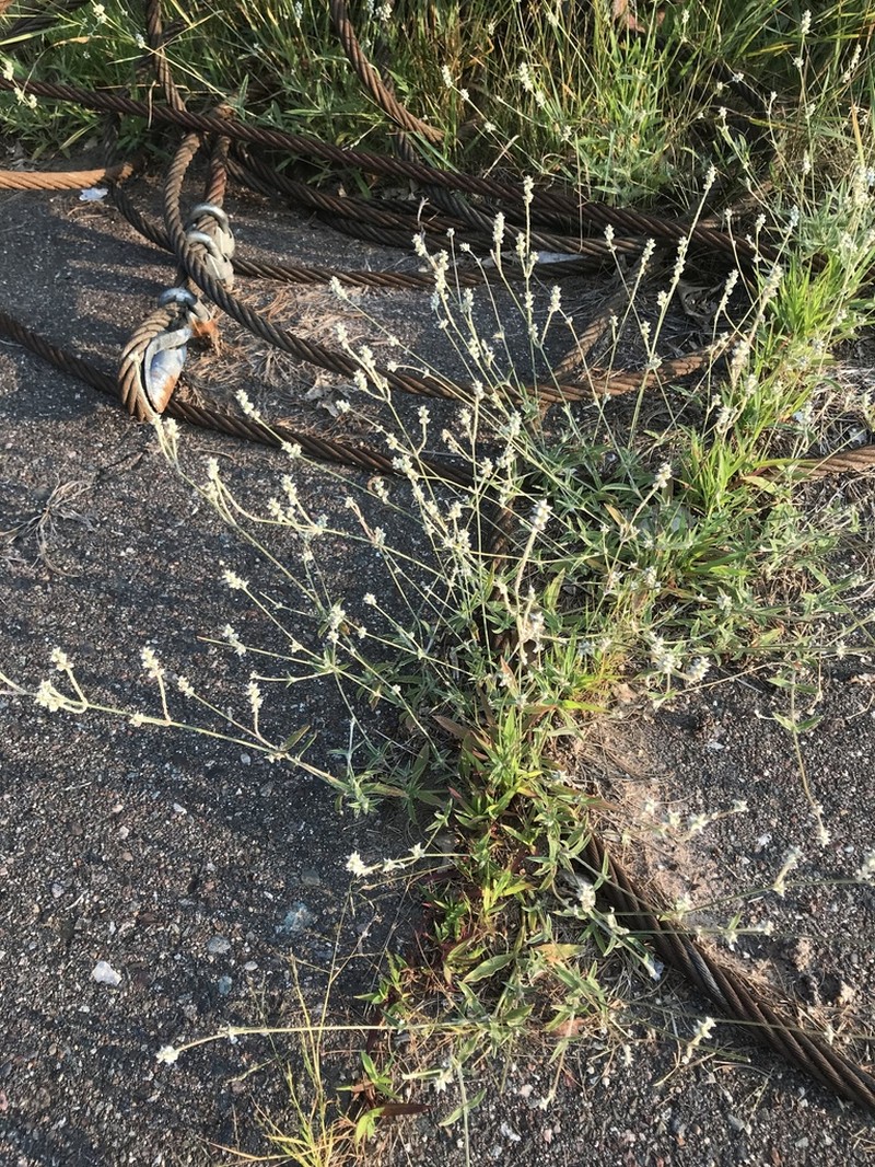Slender Snakecotton photo 4