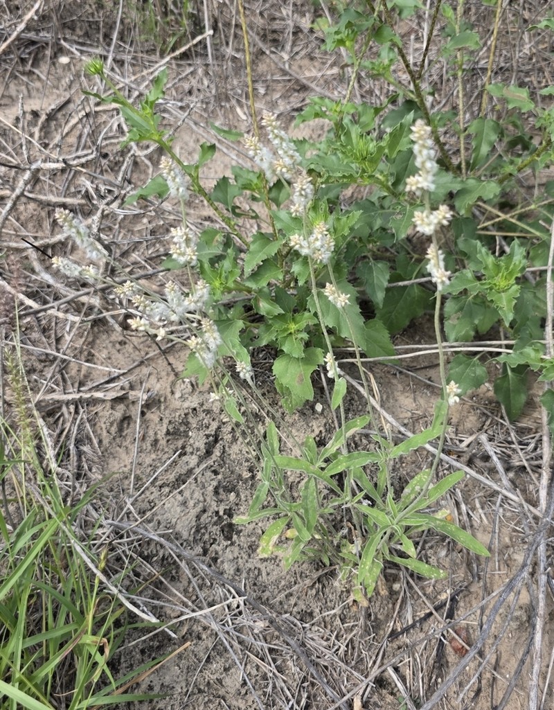 Slender Snakecotton photo 5