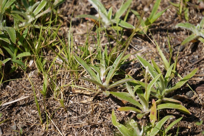 Slender Snakecotton photo 7