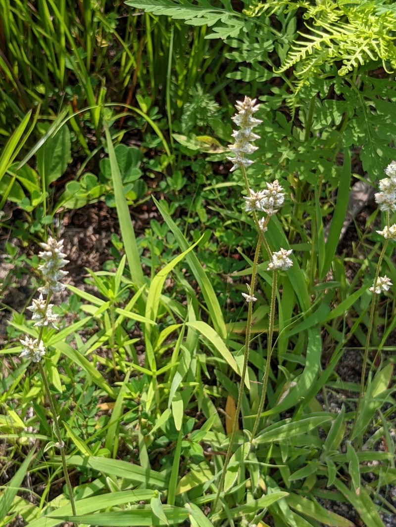 Slender Snakecotton photo 8