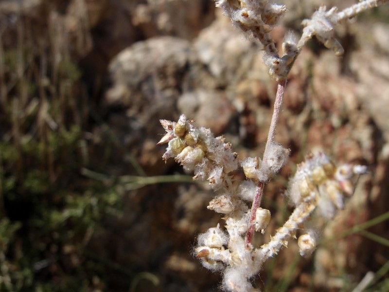 Texas Snakecotton