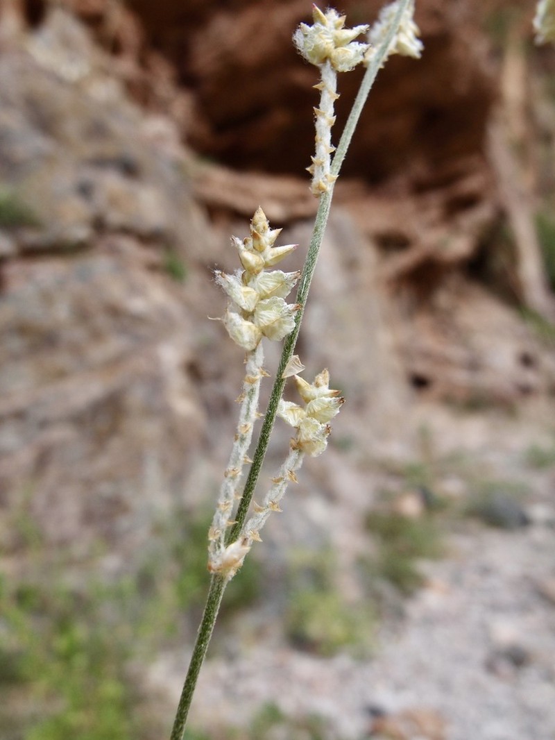 Texas Snakecotton photo 2