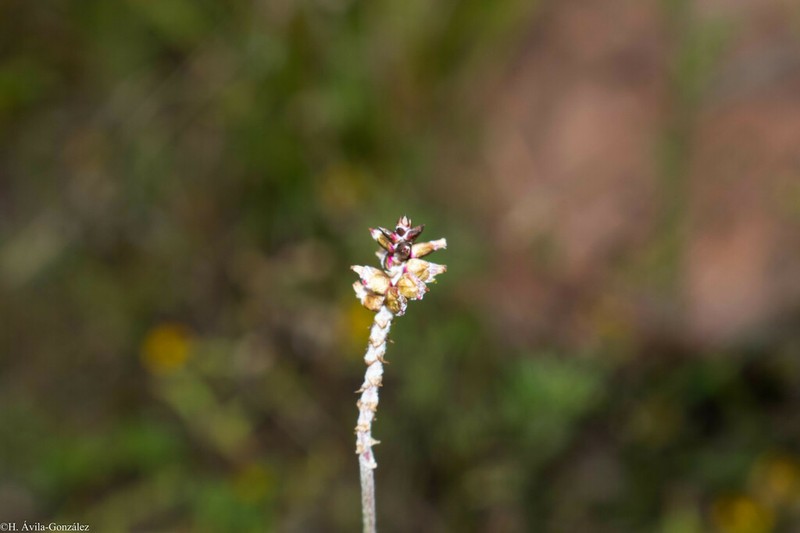 Texas Snakecotton photo 3
