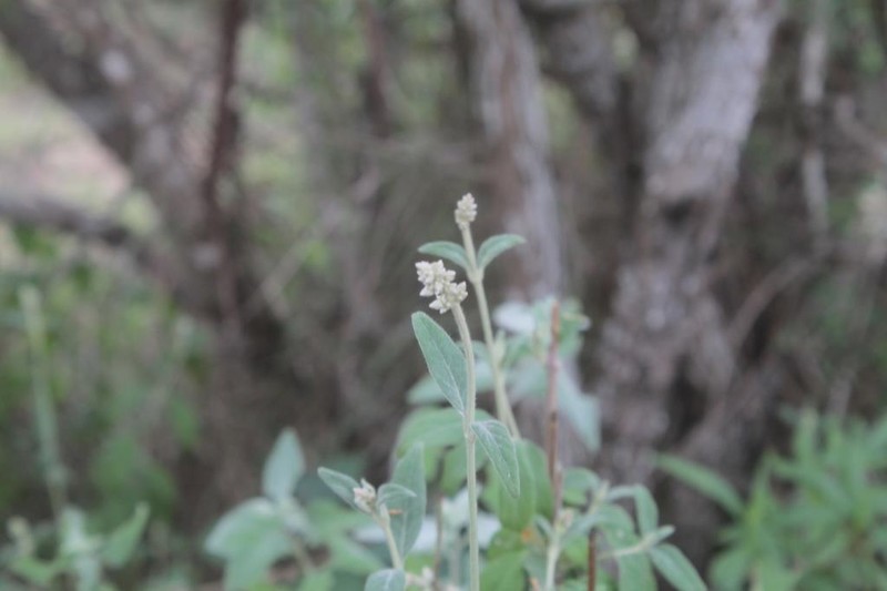 Texas Snakecotton photo 4