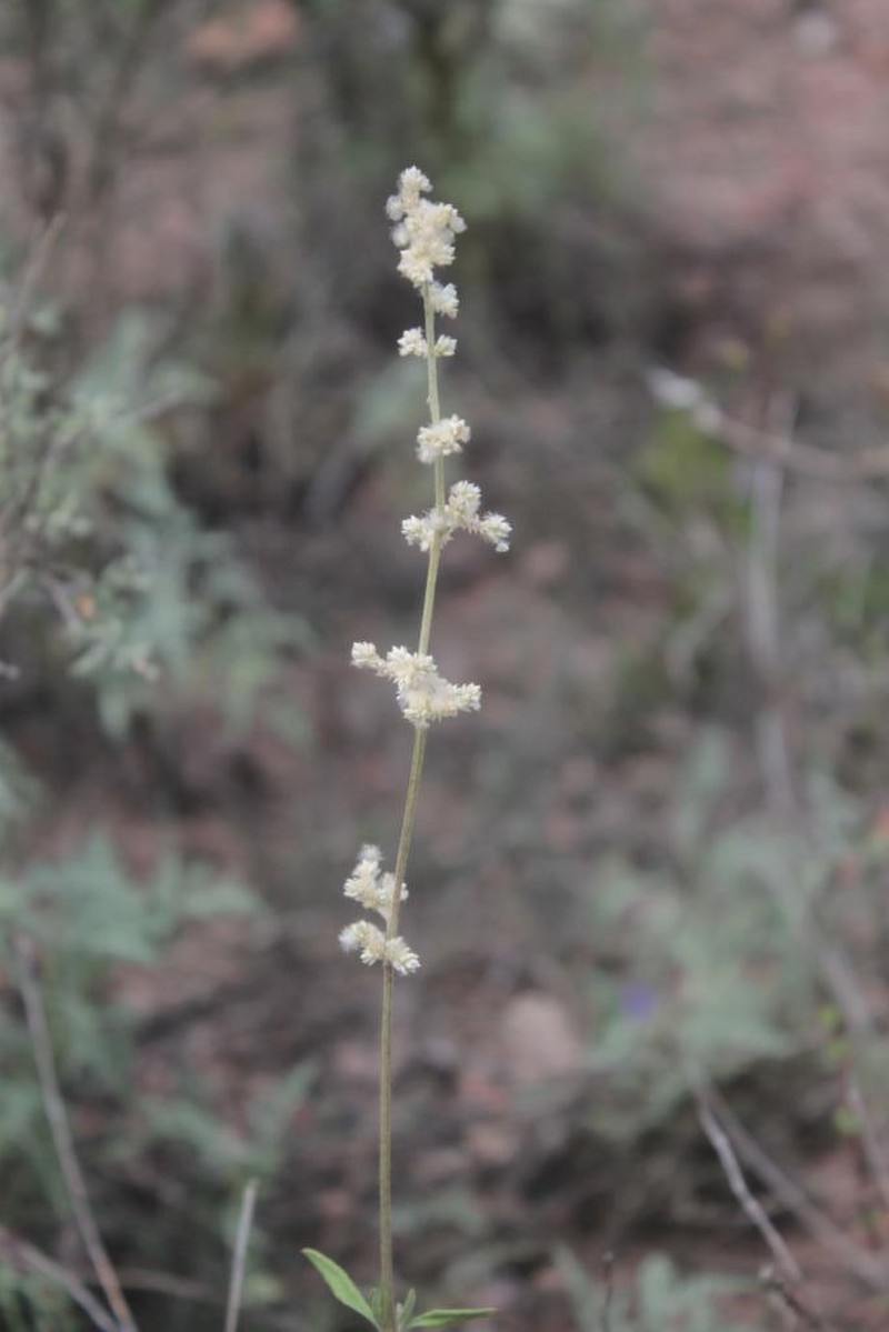 Texas Snakecotton photo 5