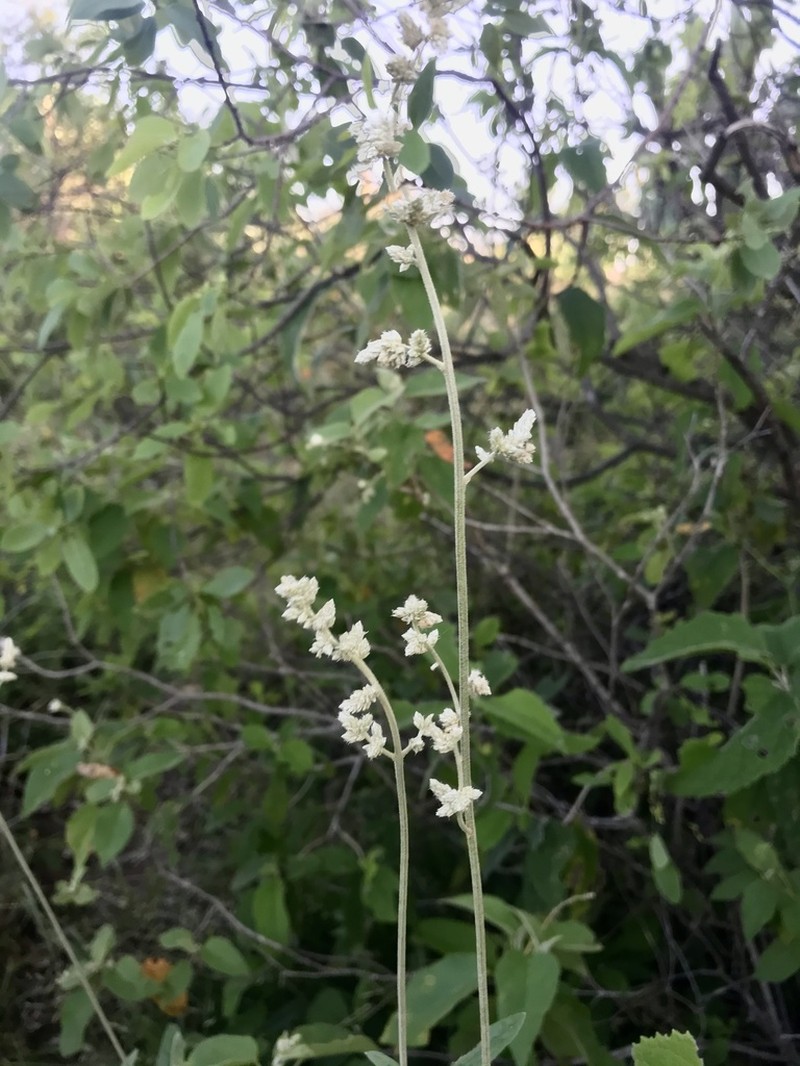 Texas Snakecotton photo 6