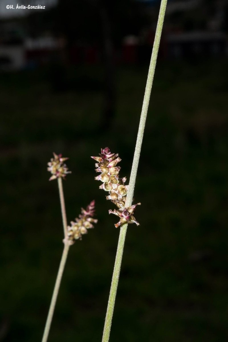Texas Snakecotton photo 7