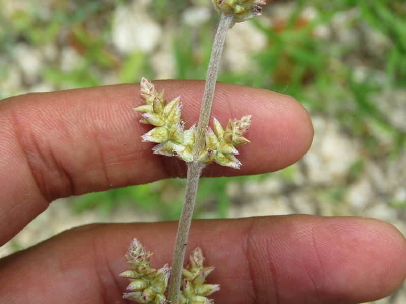 Texas Snakecotton photo 8