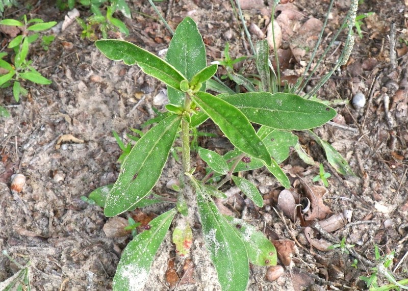 Froelichia latifolia photo 2