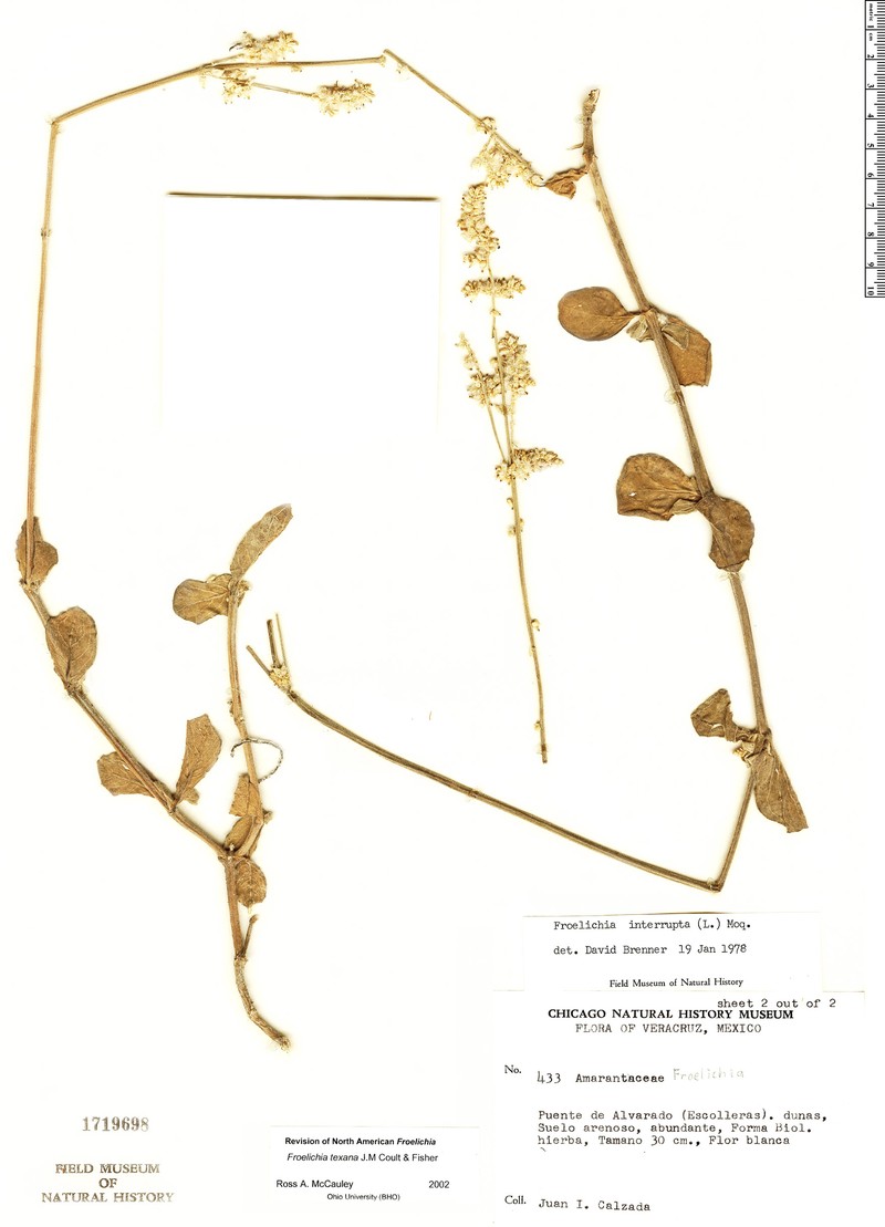 Froelichia texana