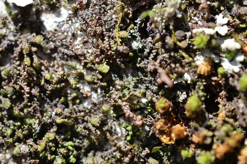Frullania appalachiana photo 2