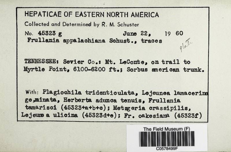 Frullania appalachiana photo 3