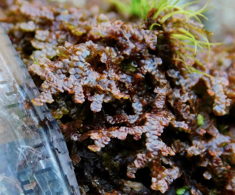 Frullania asagrayana