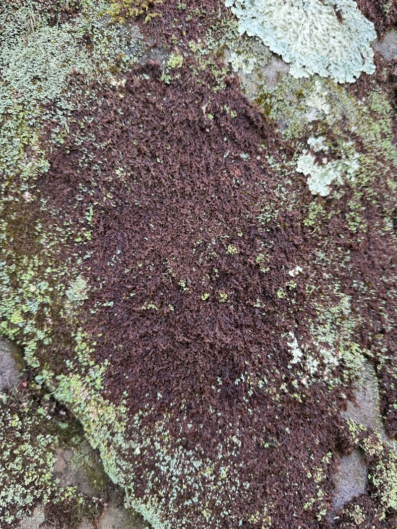 Frullania asagrayana photo 2