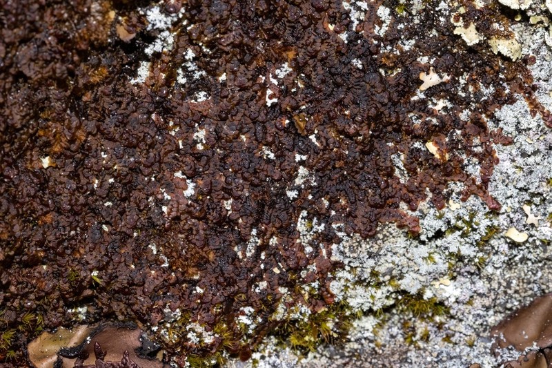 Frullania asagrayana photo 3