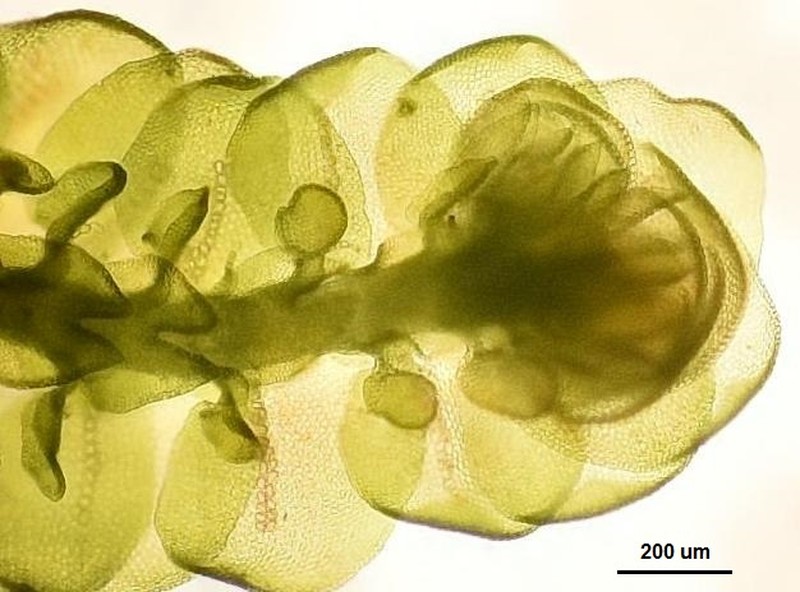 Frullania asagrayana photo 4