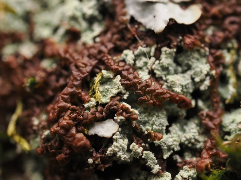 Frullania asagrayana photo 5