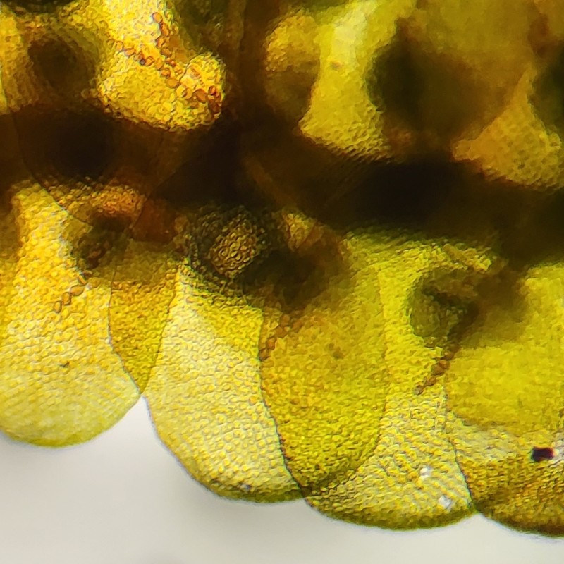 Frullania asagrayana photo 6