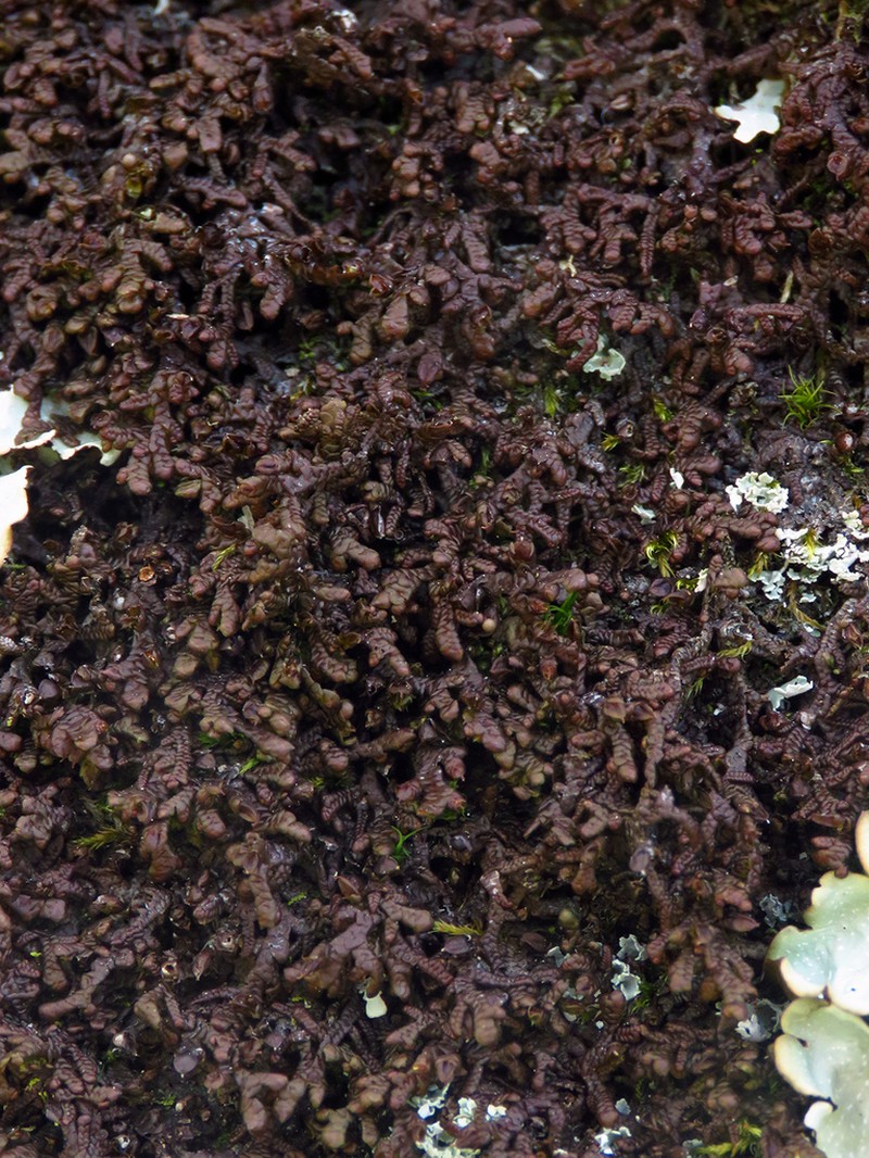 Frullania asagrayana photo 7