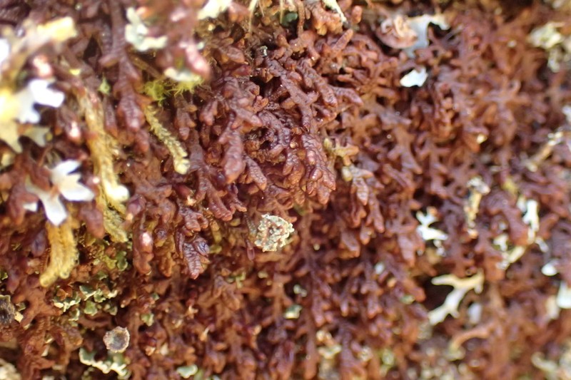 Frullania asagrayana photo 8