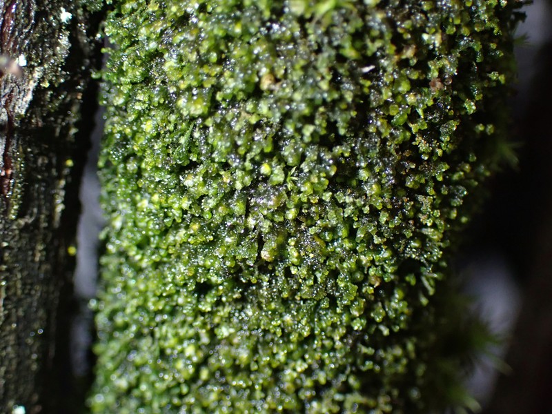 Frullania bolanderi