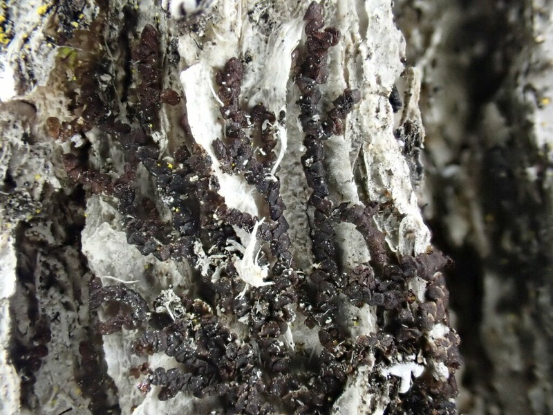 Frullania bolanderi photo 2