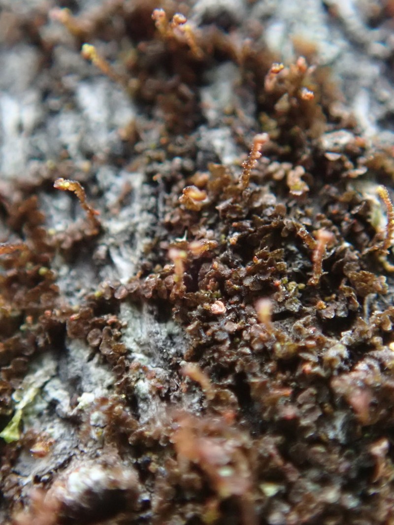 Frullania bolanderi photo 3